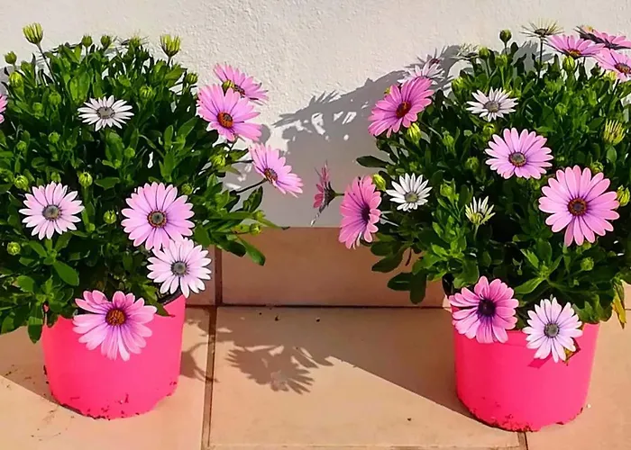 Jazmin 49 Centro - Adults Recommended * 네르하