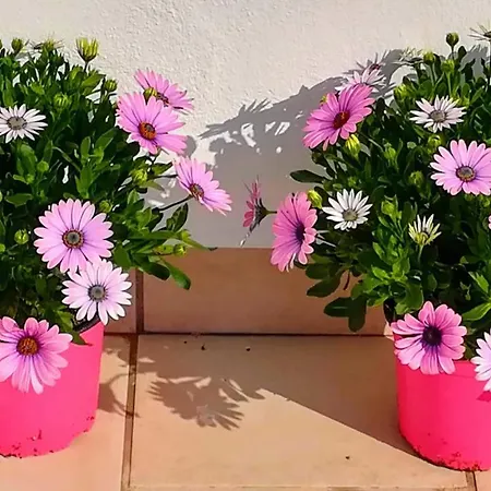 Jazmin 49 Centro - Adults Recommended * Nerja